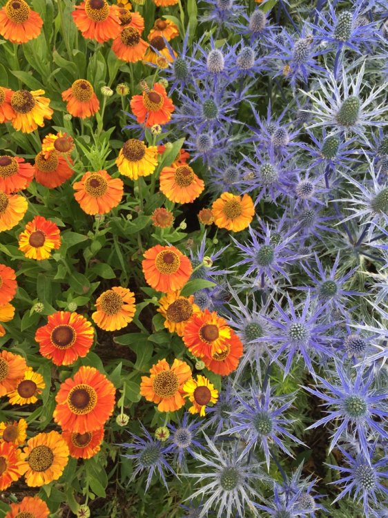 Leuchtende orange Blumen neben blauen Disteln bilden einen schönen Farbkontrast.