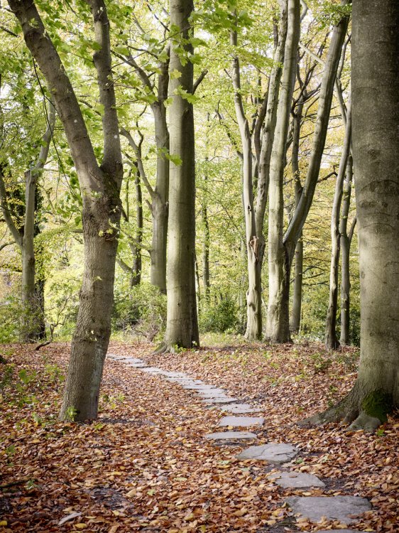 Ein Waldweg mit einzelnen Tritten führt über einen laubbestreuten Waldboden durch einen Laubwald.