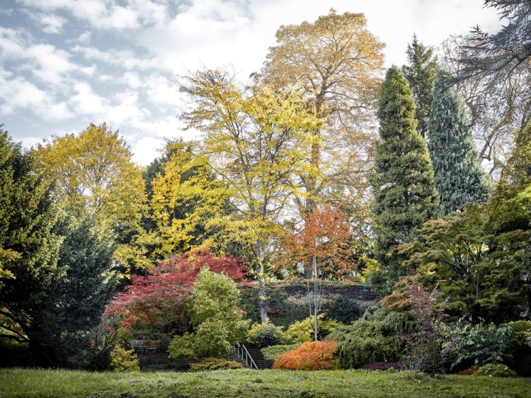 Herbstliches Farbenspiel: In die Kulisse alter Bäume reihen sich der Eisenhutblättrige Ahorn und der schmale Wacholder.