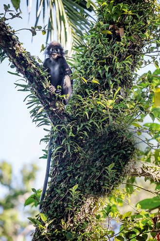 Hornbill in einem Baum.